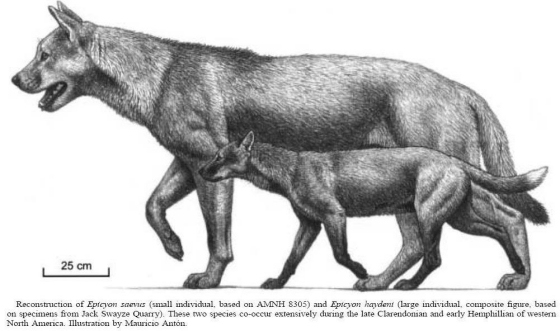 Epicyon haydeni - Hund Evolution