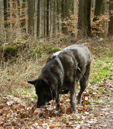 Chefredakteur Harrybo ermittelt