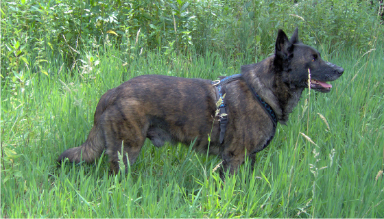 GEBRAUCHTER HUND Harry August 2006