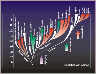 Die Evolution der Canidae