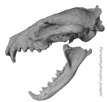 Evolution Wolf Hund - Paraenhydrocyon josephi, Cope 1881 