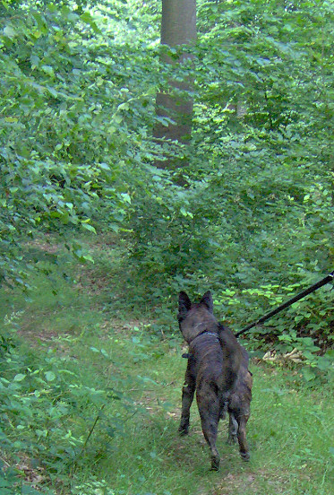 GEBRAUCHTER HUND Harry - dringend