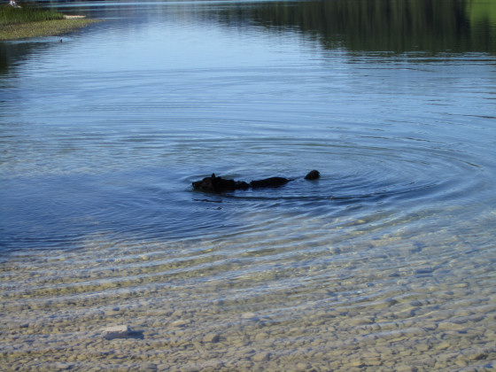 GEBRAUCHTER HUND Harry - wasser