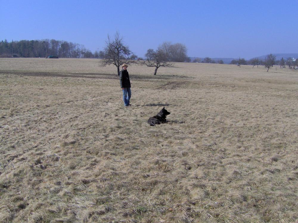 GEBRAUCHTER HUND Harry - Erziehung Geländetraining