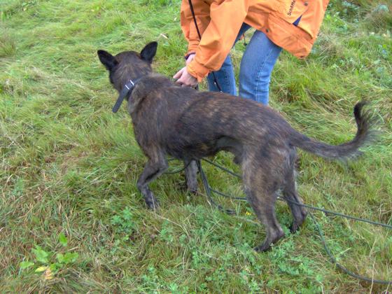 GEBRAUCHTER HUND Harry - Draussen an der Schleppe