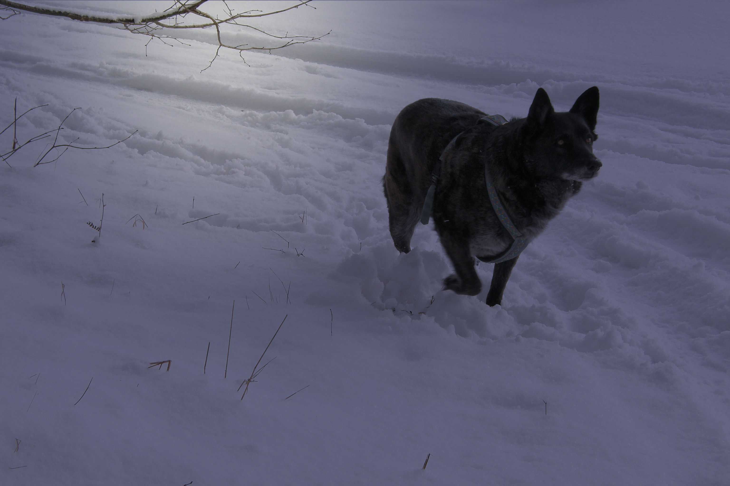 Hund Harry - Nacht