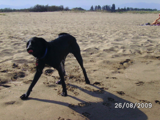 GEBRAUCHTER HUND Tara