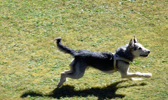 GEBRAUCHTER HUND Terry - Terrier