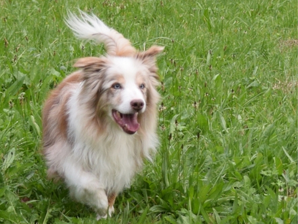 Jason - unser Herzenshund