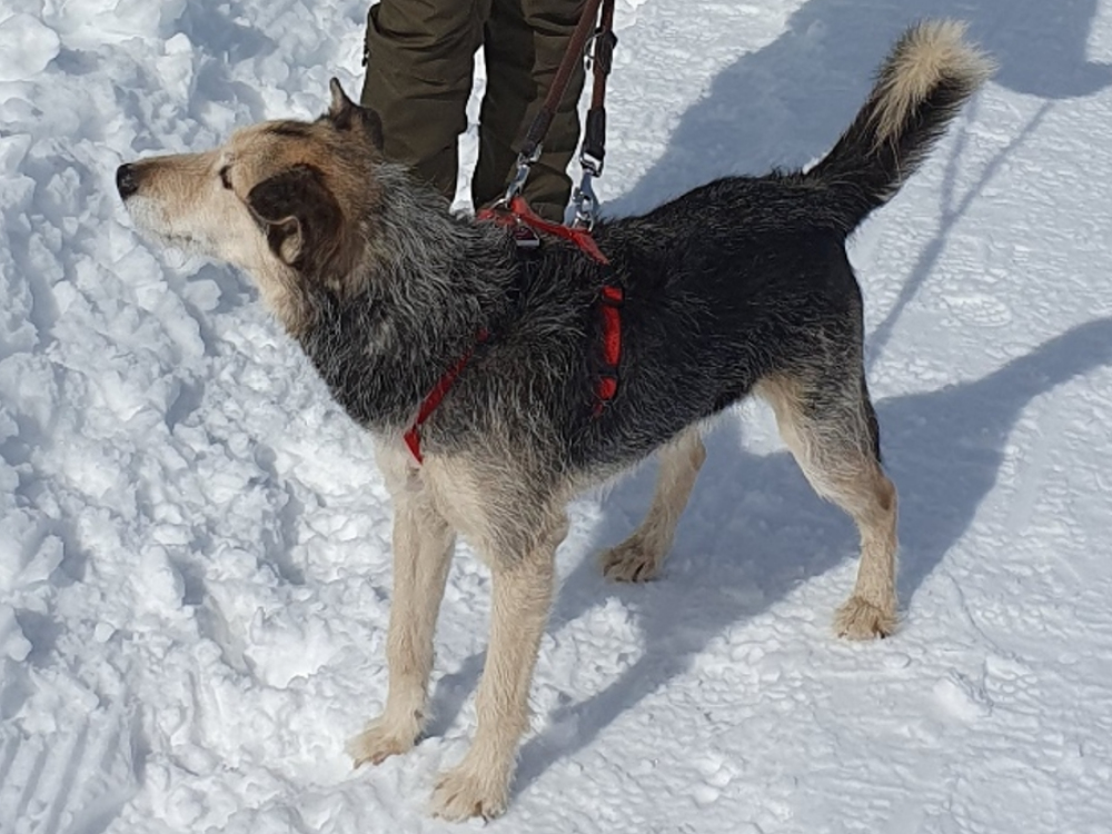 Terry - der Terrier