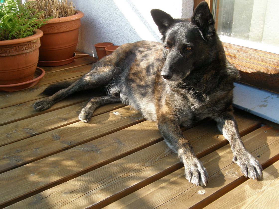 Gebrauchter Hund Harry - Auf dem Balkon