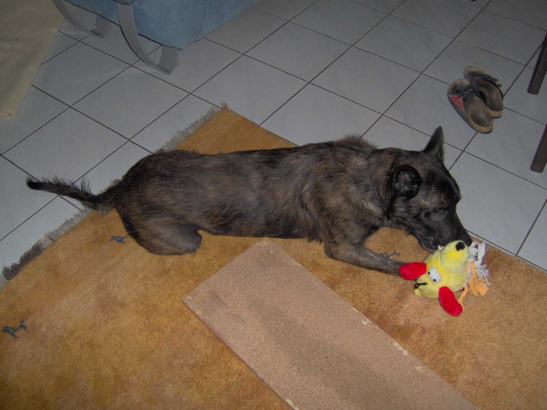 GEBRAUCHTER HUND Mister Gelb