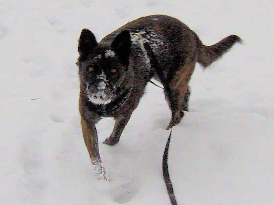 GEBRAUCHTER HUND Harry im Schnee