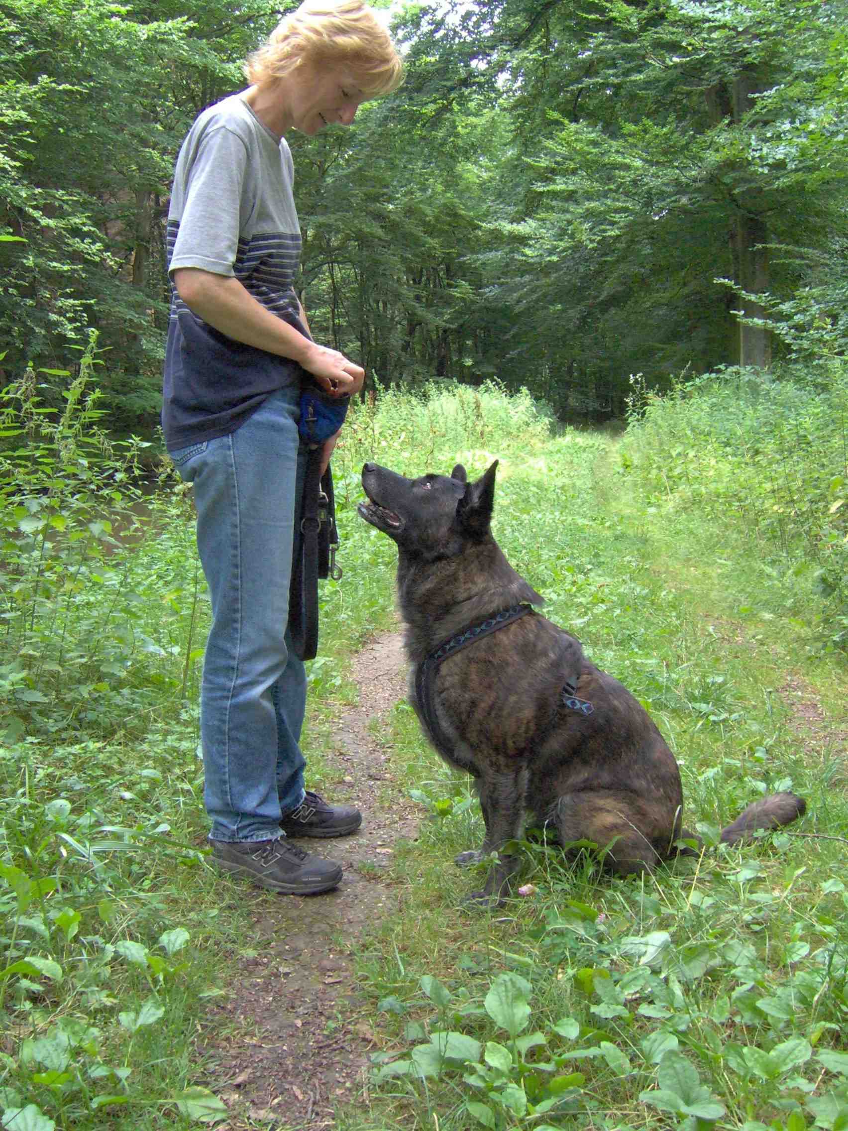GEBRAUCHTER HUND Harry