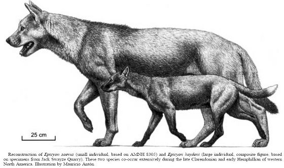 Epicyon haydeni