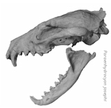 Evolution zum Hund