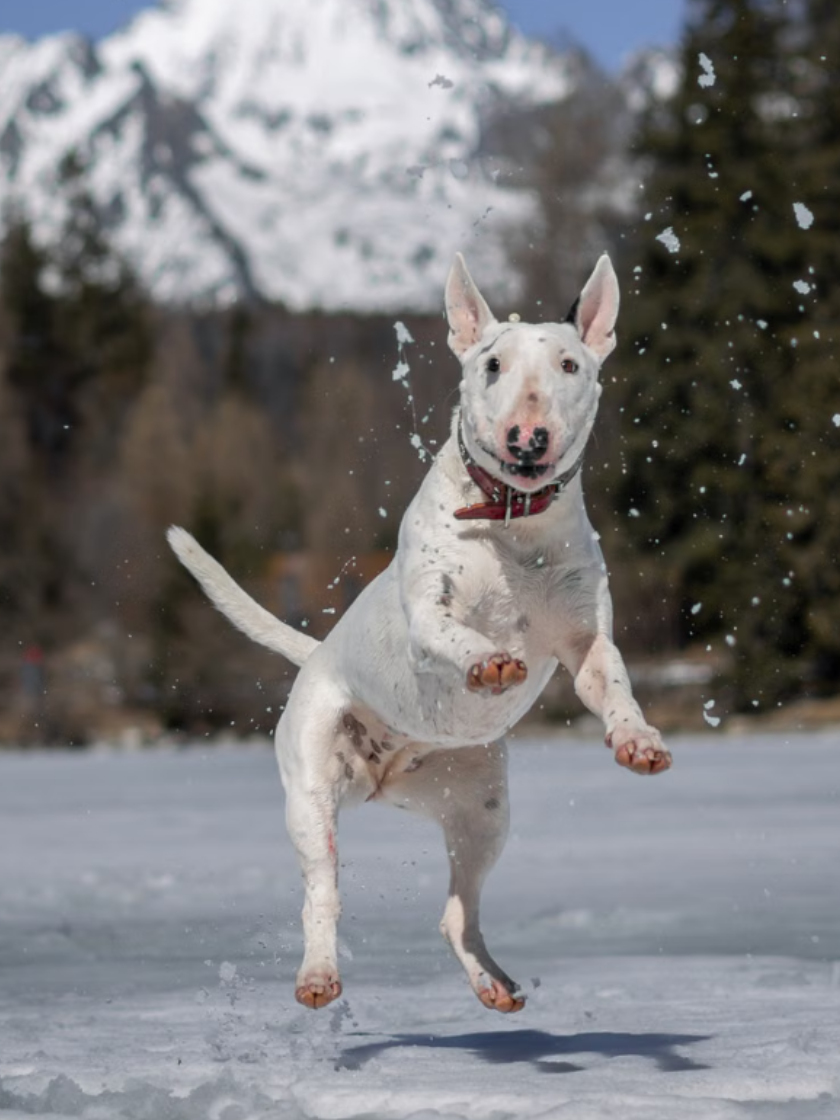 Ein Listenhund spielt im Schnee