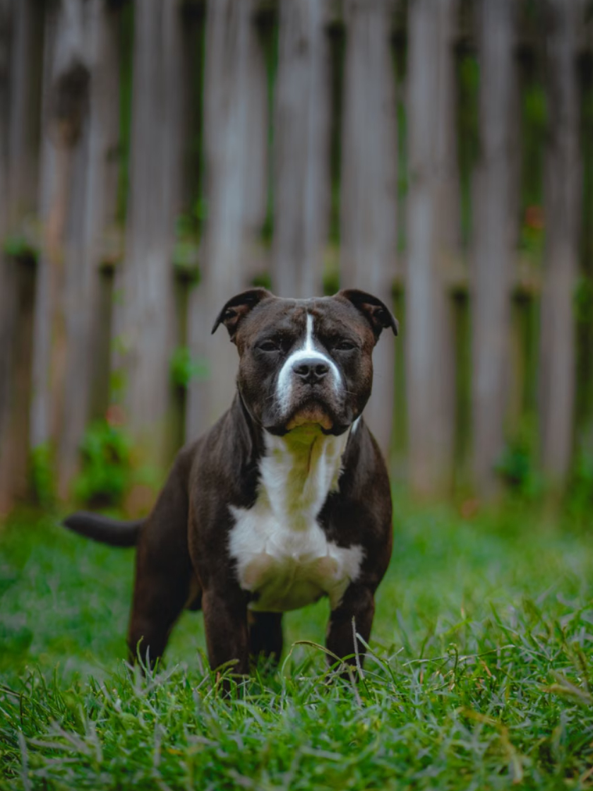 Sachkundenachweis für Hunde mit Listenhund und Wesenstest