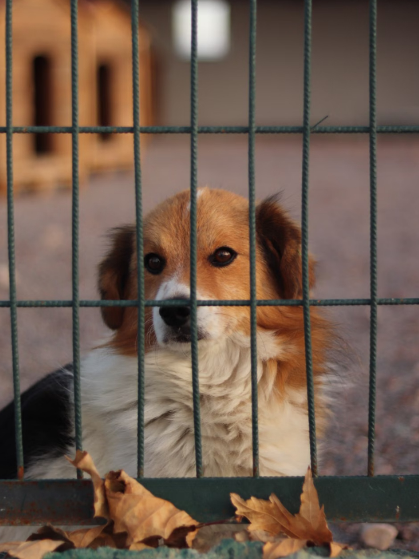 Vorkontrolle für diesen Tierheim-Hund