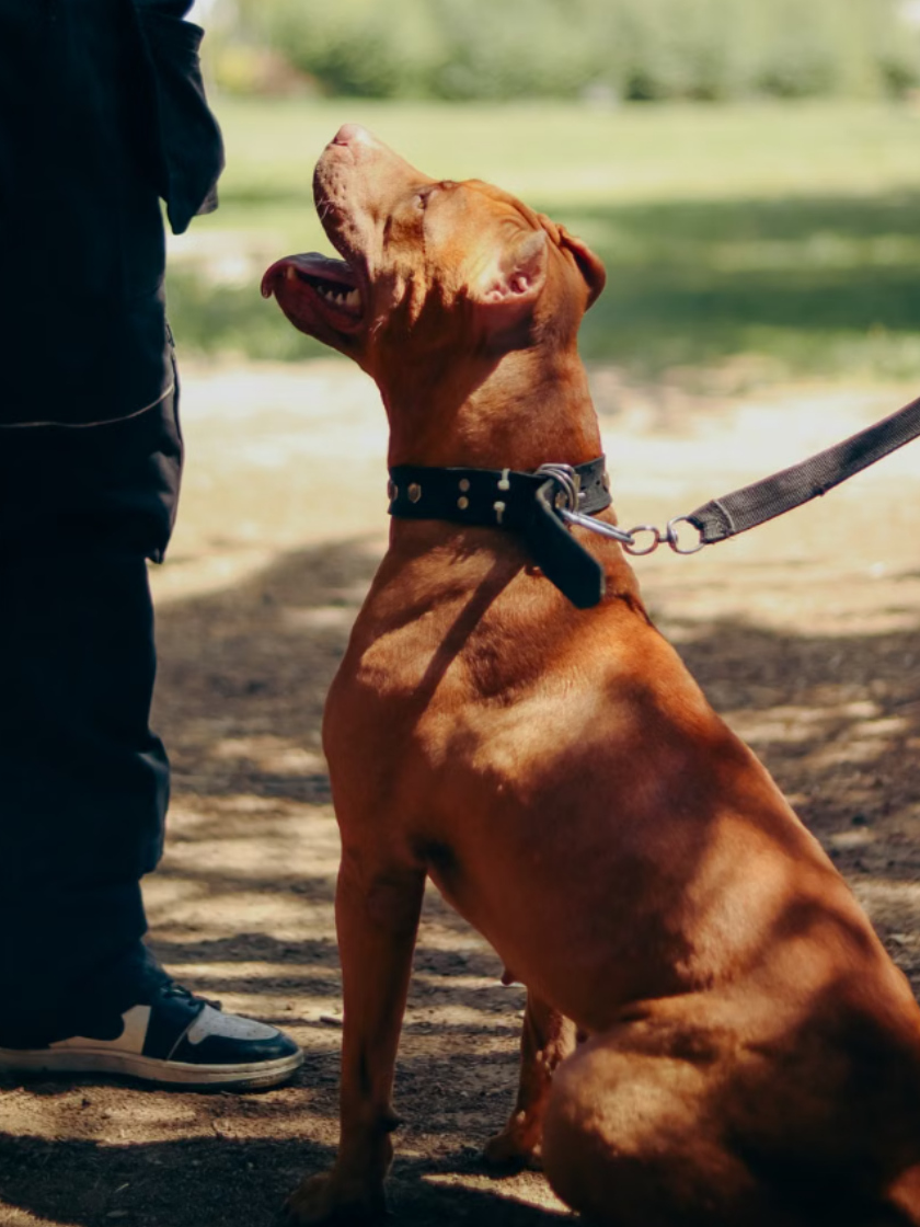 Hundetraining zur Vorbereitung auf den Wesenstest
