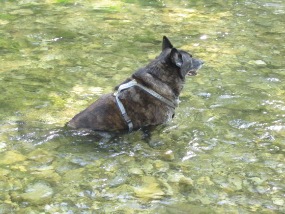 Natürliche Alternative zum Wassertank
