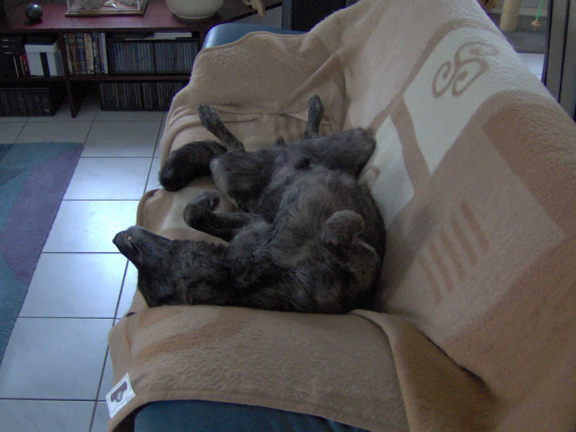 Besonderer Hund Harry