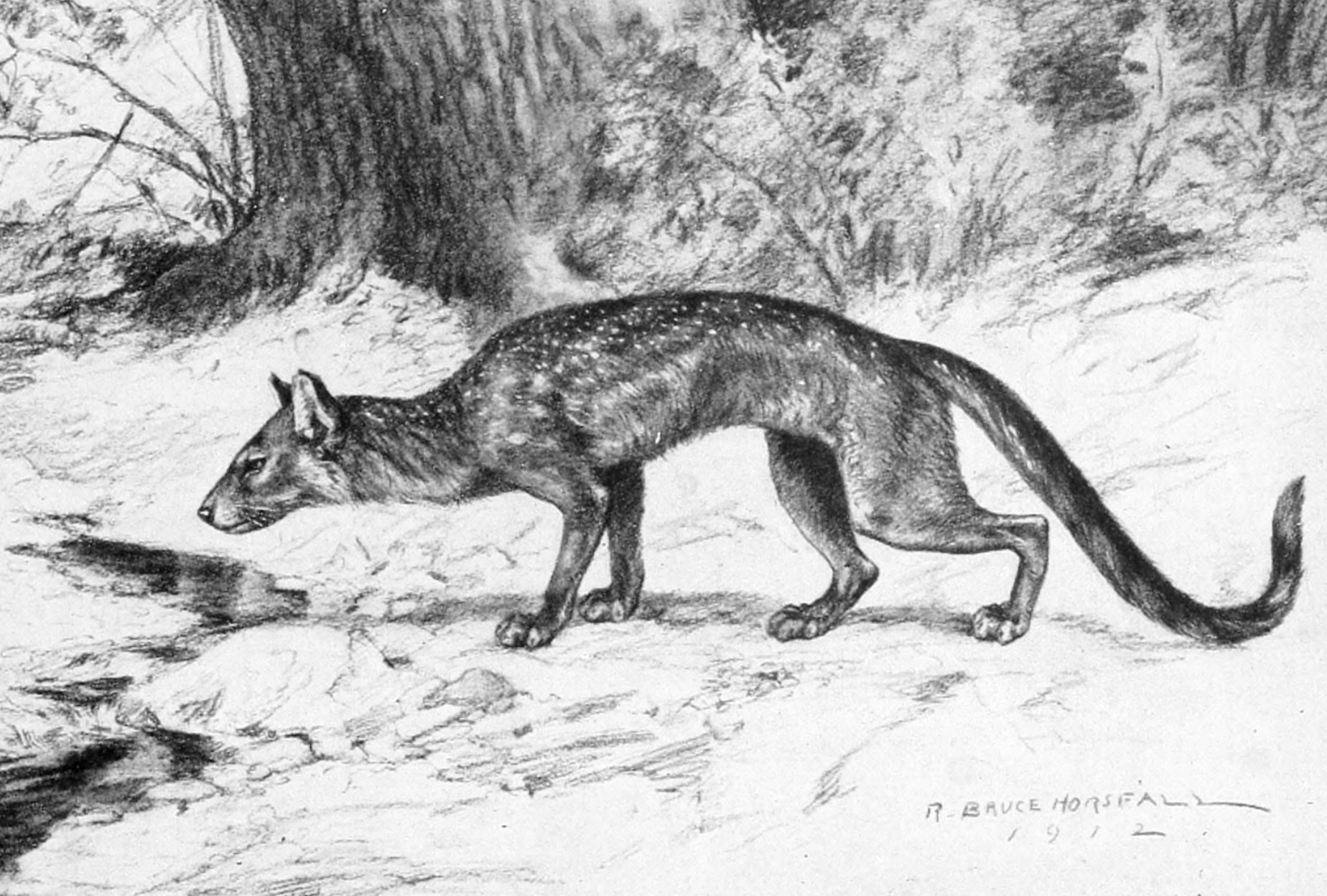 Hesperocyon_Restauration