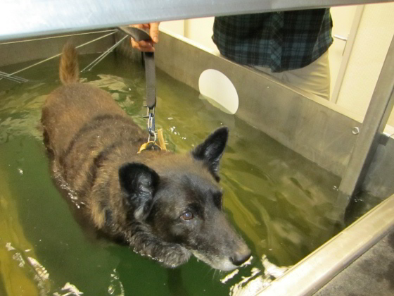 Harry auf dem Wasserlaufband