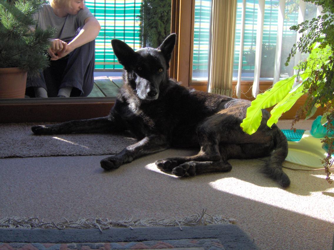 GEBRAUCHTER HUND Harry Bindung Beginn