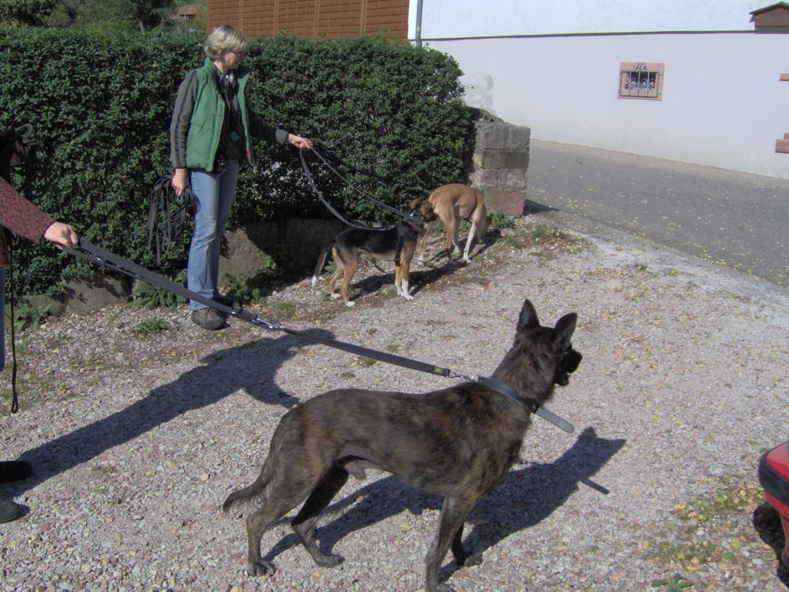 GEBRAUCHTER HUND Mister Gelb