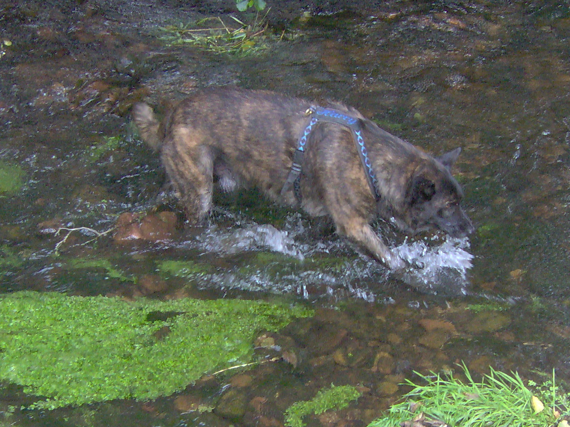 GEBRAUCHTER HUND Harry Bindung Beginn
