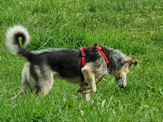 Terry auf Mäusejagd