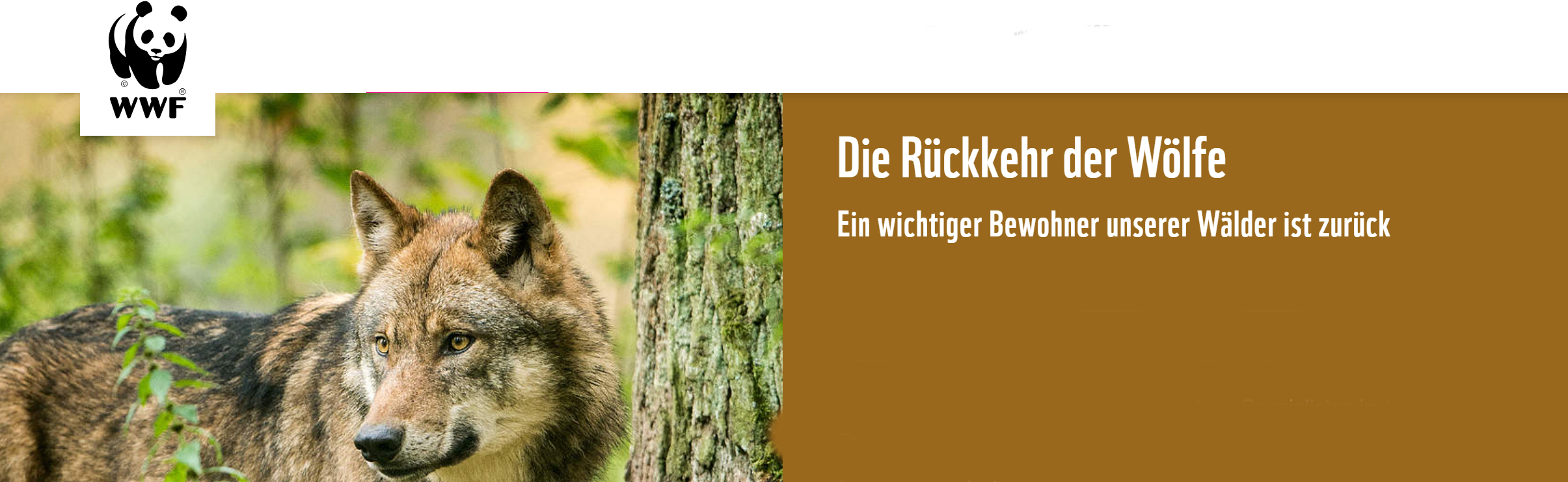 WWF - Die Rückkehr der Wölfe