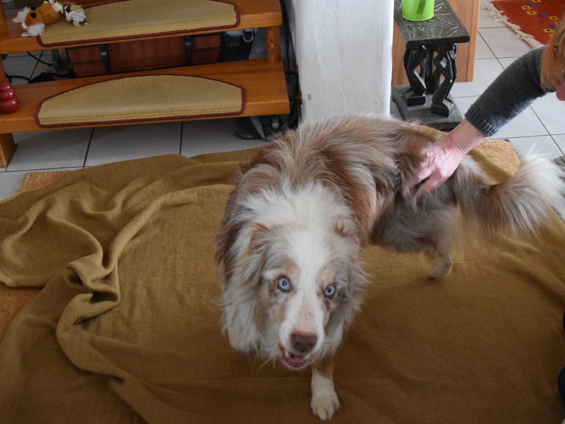 Besonderer Hund Jason