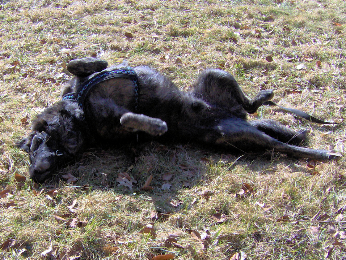GEBRAUCHTER HUND Harry