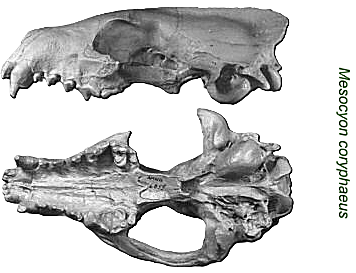 Schädel des Mesocyon coryphaeus