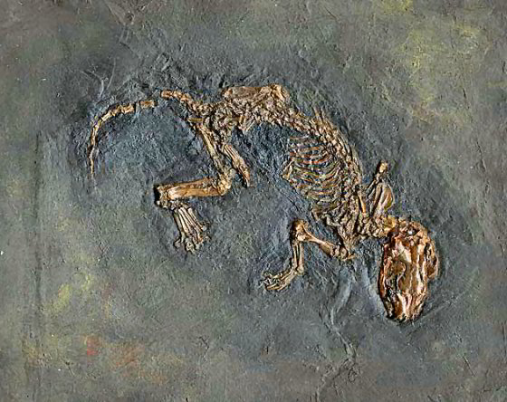 Miacis kessleri - Hund Evolution