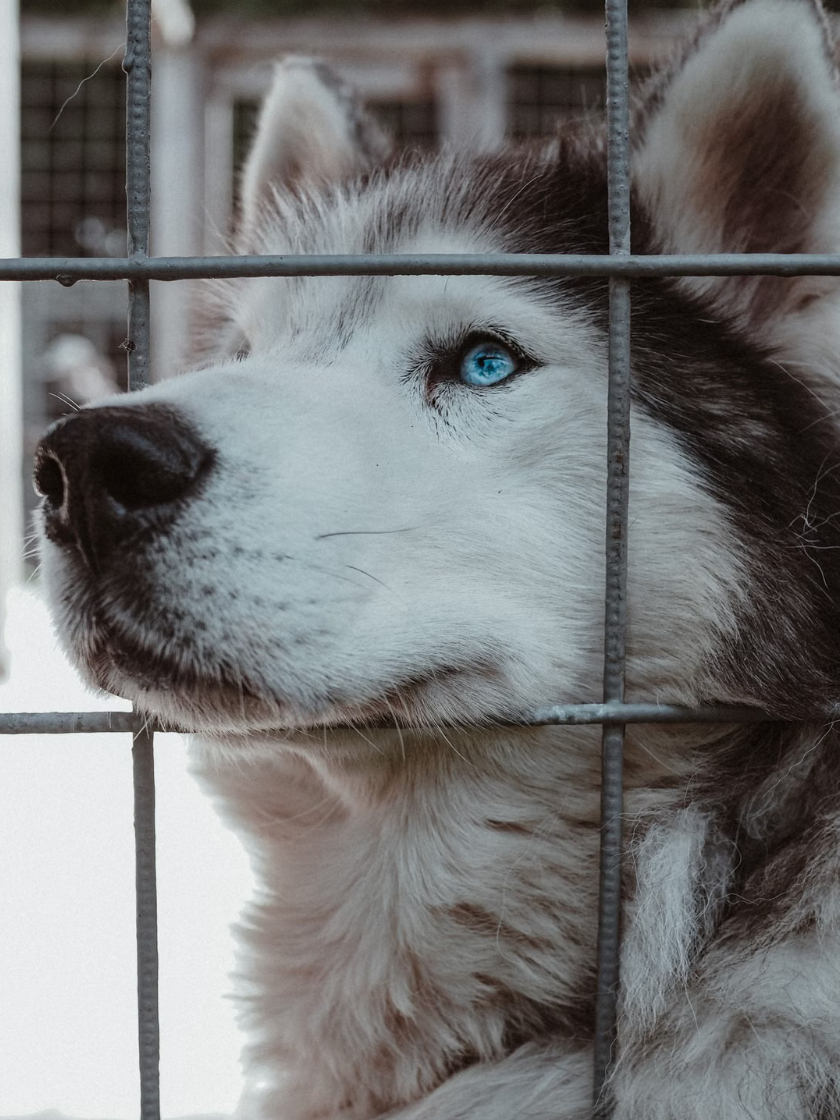Pflegestelle für Hunde mit einem Siberian Husky