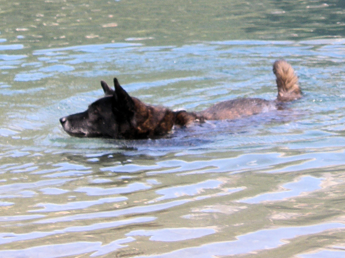 Harry_schwimmt_Haldensee