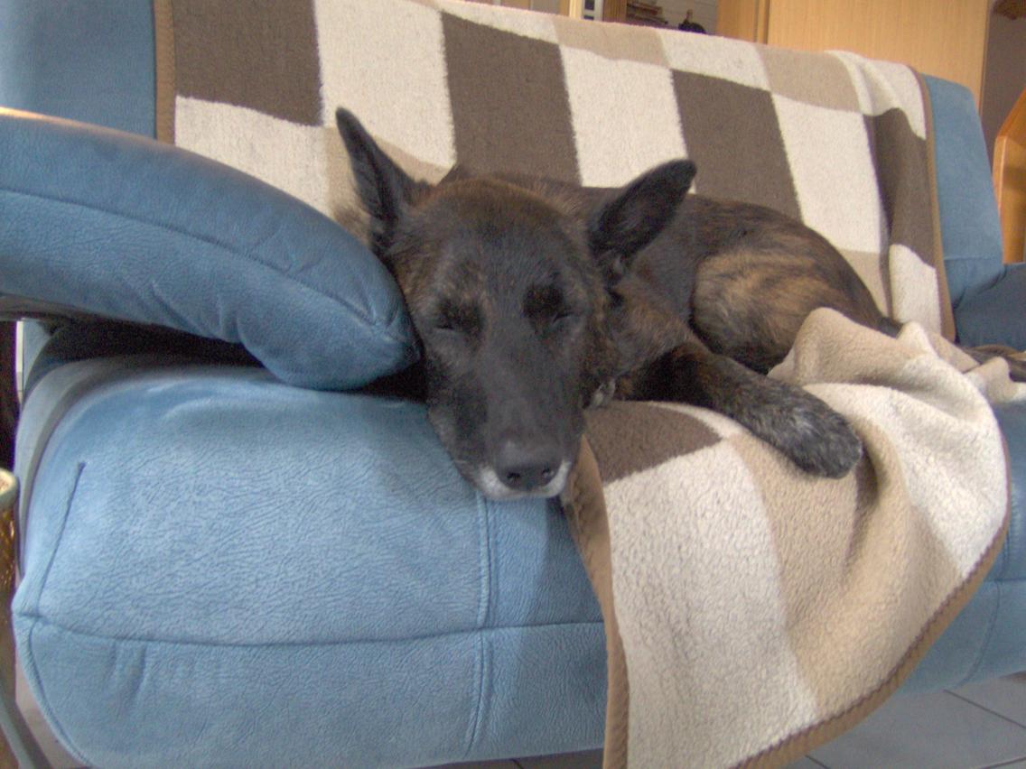 GEBRAUCHTER HUND Harry