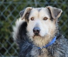 GEBRAUCHTER HUND Terry