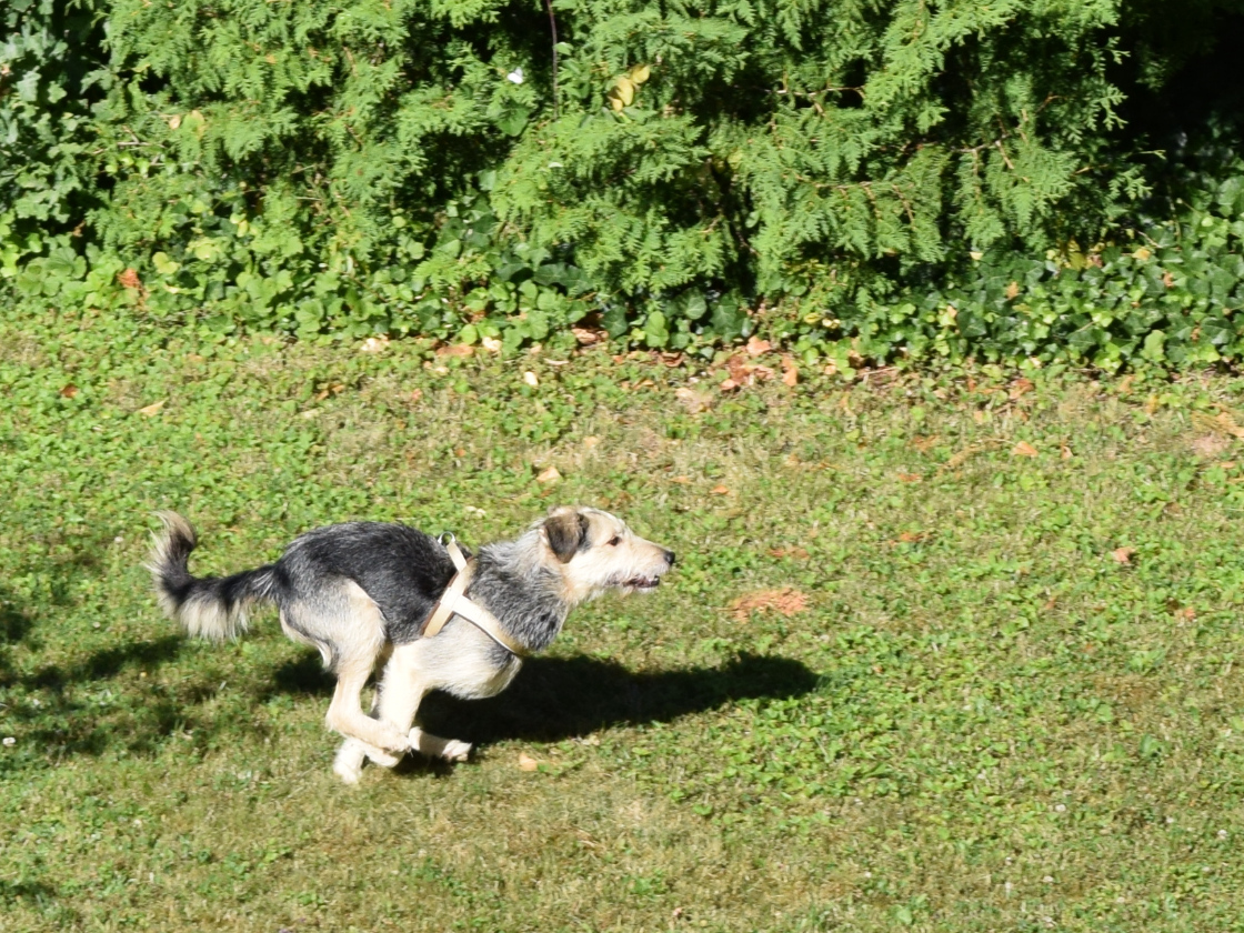 Terry beim Jagdspiel im Garten