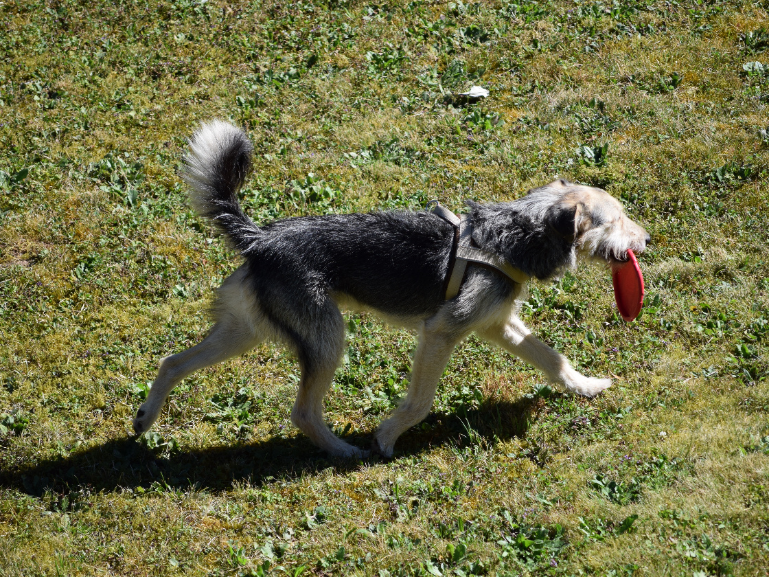 Terry steht auf Frisbee