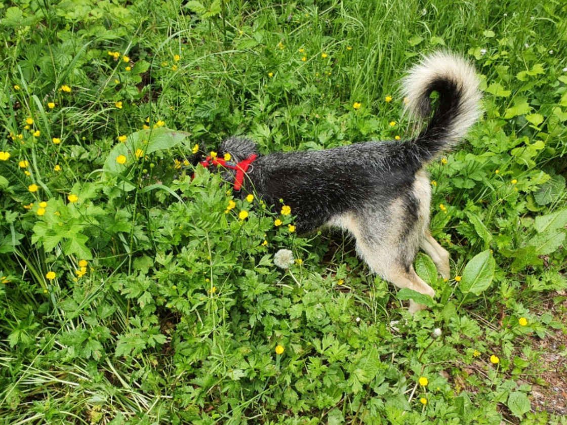 Und ewig ruft die Maus