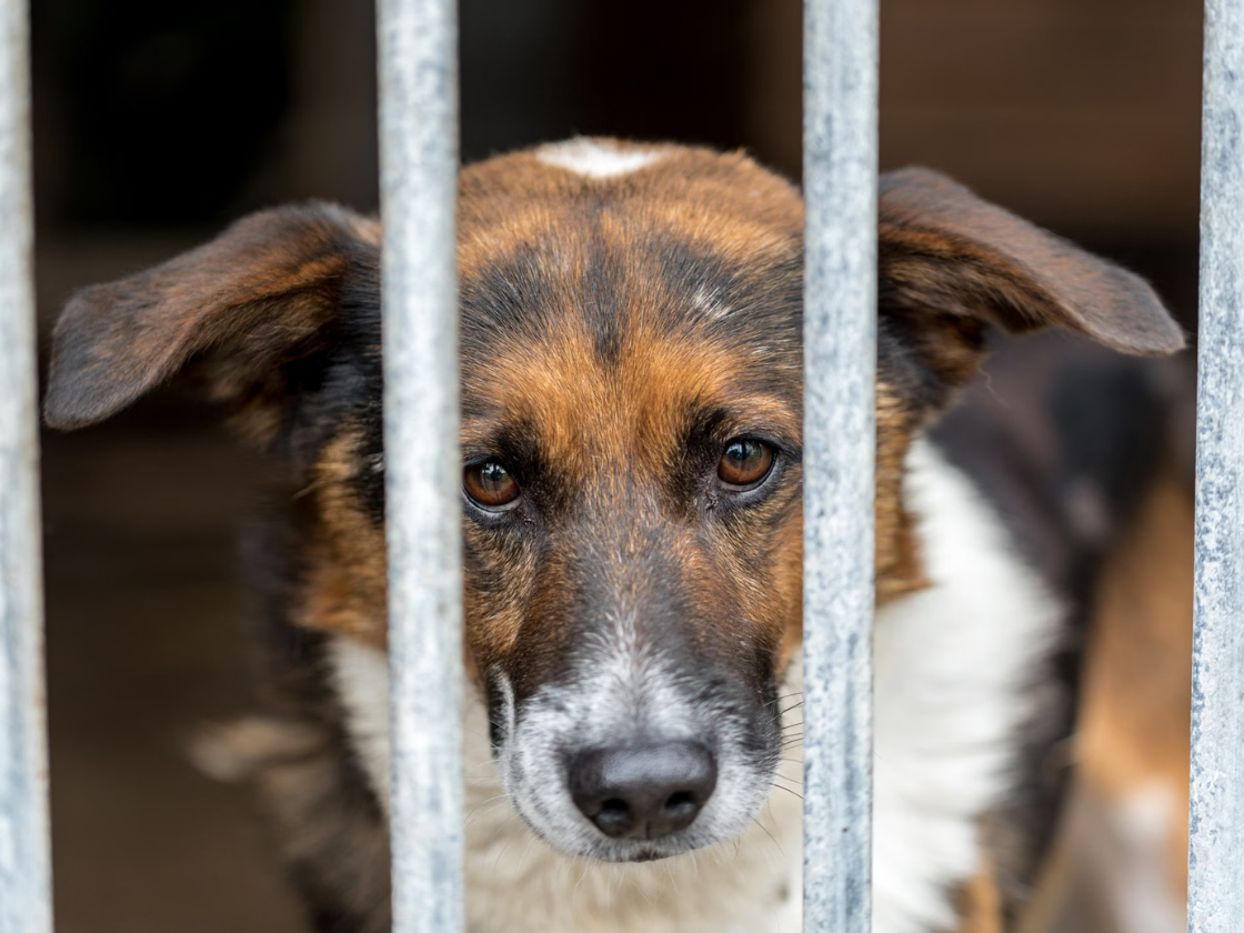 Hund mit Trauma Zwingerhaltung