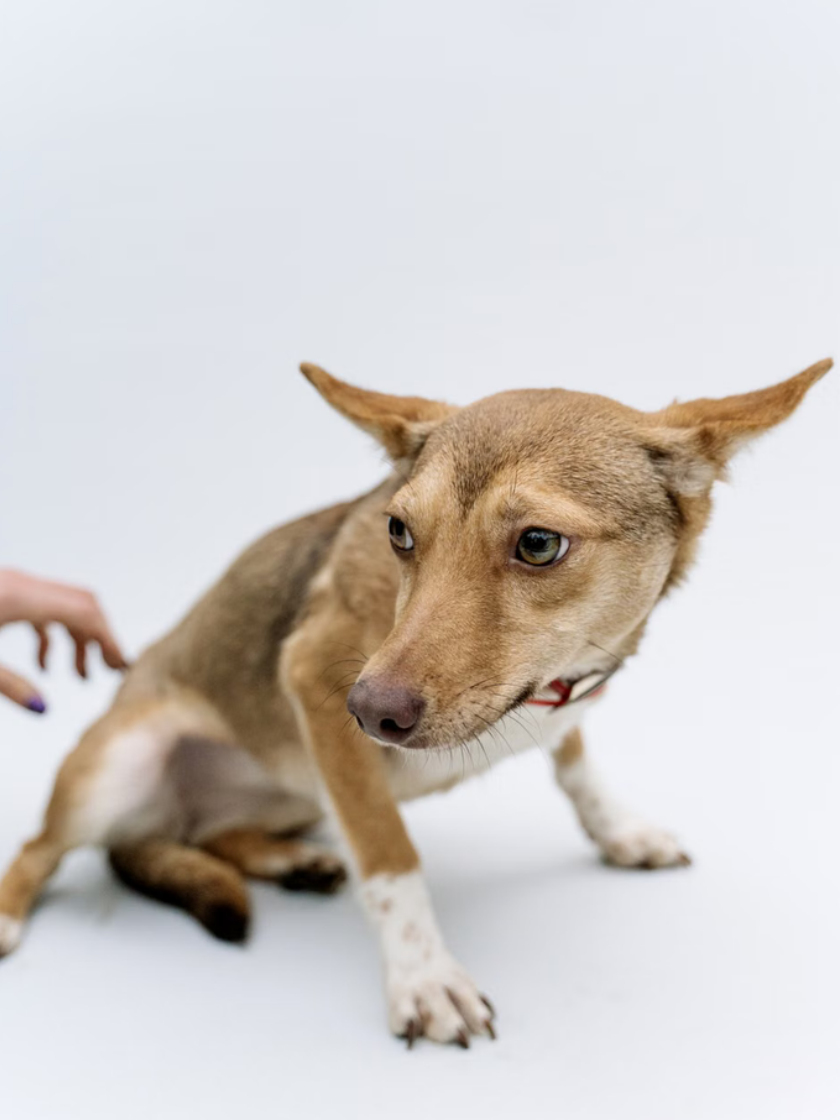 Unsicherer Hund mit zurückhaltender Körperhaltung