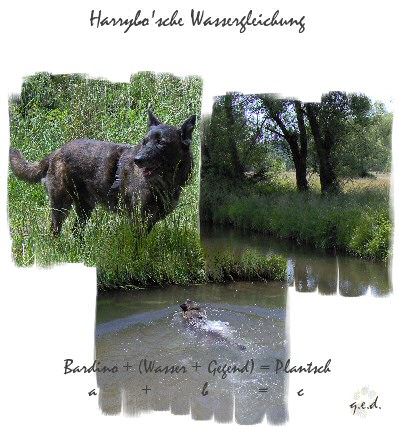 GEBRAUCHTER HUND Wassergleichung